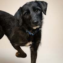 Thumbnail photo of Macaroni #1