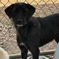 Thumbnail photo of Macaroni #2