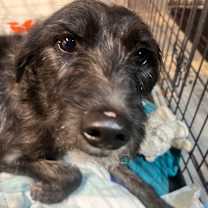 Thumbnail photo of Macaroni #3