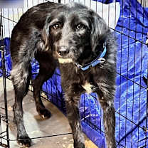 Thumbnail photo of Macaroni #4