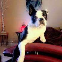 Thumbnail photo of Buddy #1