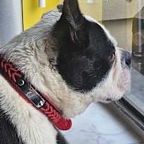 Thumbnail photo of Buddy #4