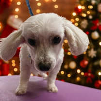 Thumbnail photo of Cookie #2