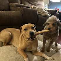 Thumbnail photo of Phoebe #1