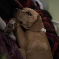 Thumbnail photo of Phoebe #4