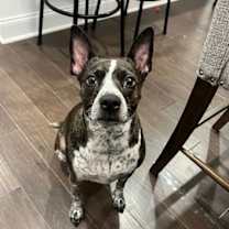 Thumbnail photo of Tabby #1