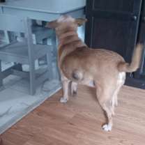 Thumbnail photo of Maggie #4