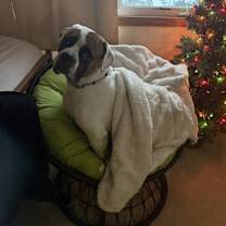 Thumbnail photo of Benny #3