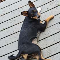 Thumbnail photo of Dottie #2