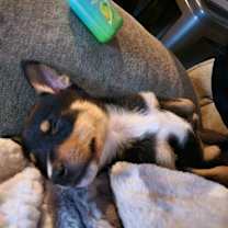 Thumbnail photo of Dottie #3