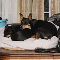 Thumbnail photo of Dottie #4