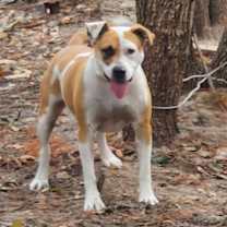 Thumbnail photo of Bella #1