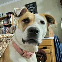 Thumbnail photo of Bella #2