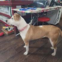 Thumbnail photo of Bella #3