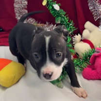 Thumbnail photo of Asher #1