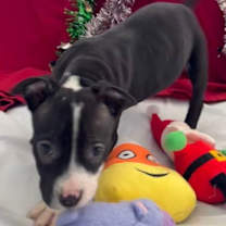 Thumbnail photo of Asher #2