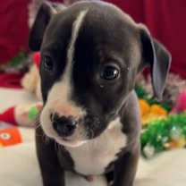 Thumbnail photo of Arby #1