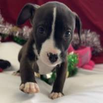 Thumbnail photo of Arby #2