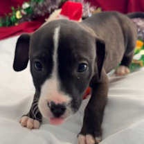 Thumbnail photo of Arby #3