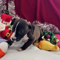 Thumbnail photo of Arby #4