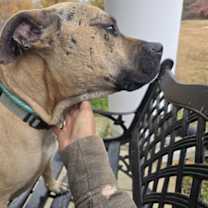 Thumbnail photo of *CHESTER #3