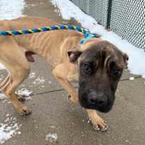 Thumbnail photo of Donner #3