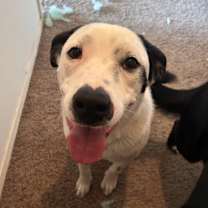 Thumbnail photo of Comet Carl* #2