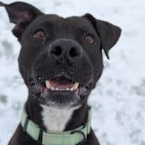 Thumbnail photo of Jellybean VI 22 #3