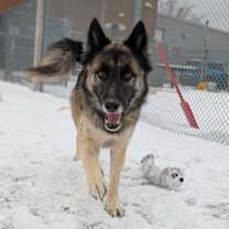 Thumbnail photo of Woolly 70 #2