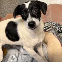 Thumbnail photo of Azucar #1