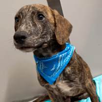 Thumbnail photo of Elvis #1