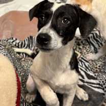 Thumbnail photo of Azucar #2