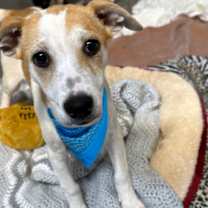 Thumbnail photo of Alba #2