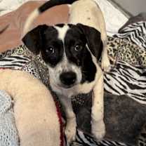 Thumbnail photo of Azucar #3