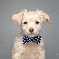 Thumbnail photo of Marshmallow #1