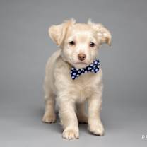 Thumbnail photo of Marshmallow #2