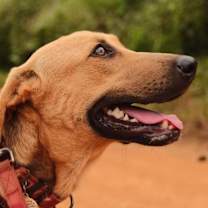 Thumbnail photo of Raquel - Money Heist Litter #2