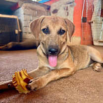 Thumbnail photo of Raquel - Money Heist Litter #3