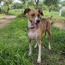 Thumbnail photo of Sequoia #1