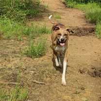 Thumbnail photo of Sequoia #4