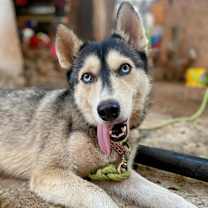 Thumbnail photo of Sora (CP) #3