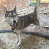 Thumbnail photo of Sora (CP) #4