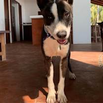 Thumbnail photo of Otis (CP) #2