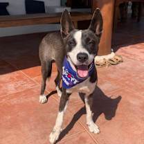 Thumbnail photo of Otis (CP) #4