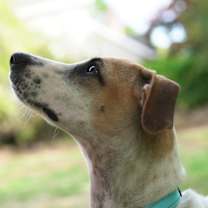 Thumbnail photo of Pinerolo #3