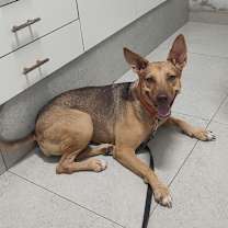 Thumbnail photo of Brownie #1