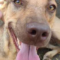 Thumbnail photo of Brownie #2