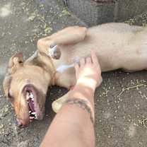 Thumbnail photo of Brownie #3