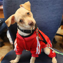 Thumbnail photo of Maxwell Smart #1