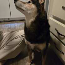 Thumbnail photo of Ollie #3